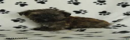 Shorkie dogs for sale: Ike - Ad 2