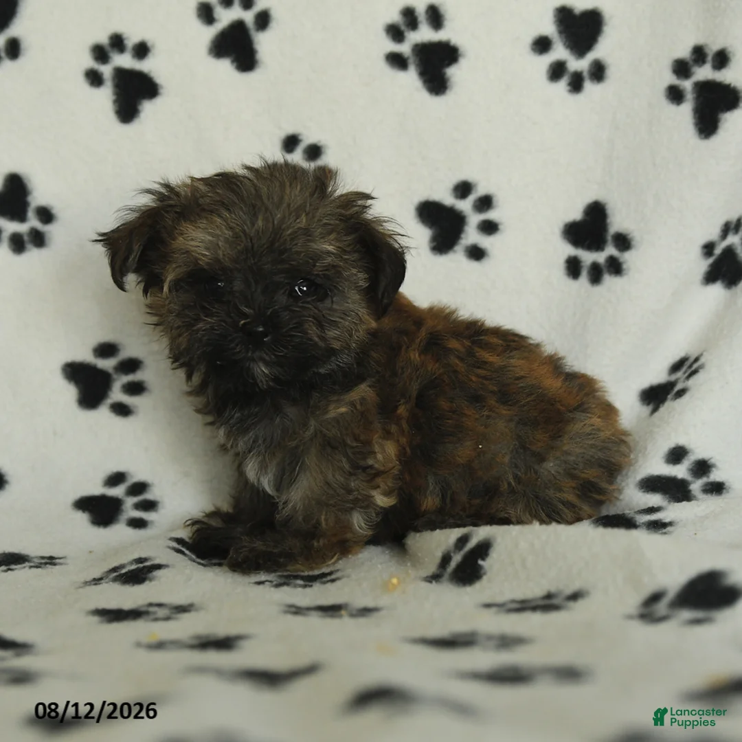Shorkie dogs for sale: Ike - Ad 2