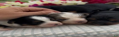 Aussiedoodle Puppy 1