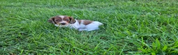 Miniature Dachshund dogs for sale: Reba - Ad 3