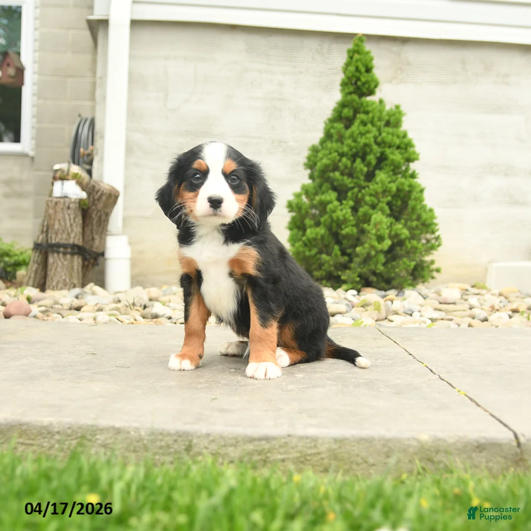 Miniature Bernese Mountain Dog dogs for sale: Clinton - Ad 1