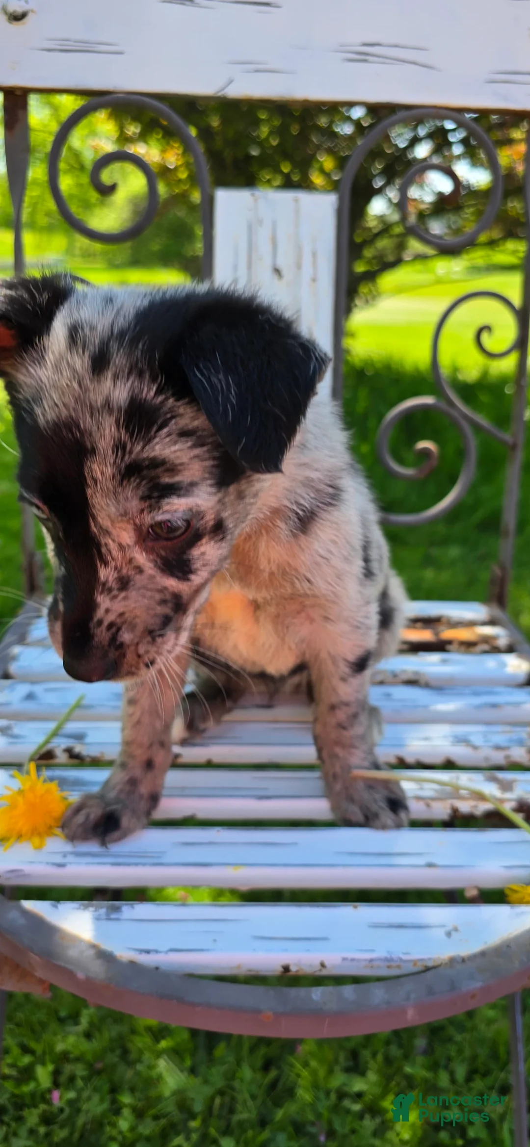 Mixed Breed dogs for sale: Gal - Ad 12