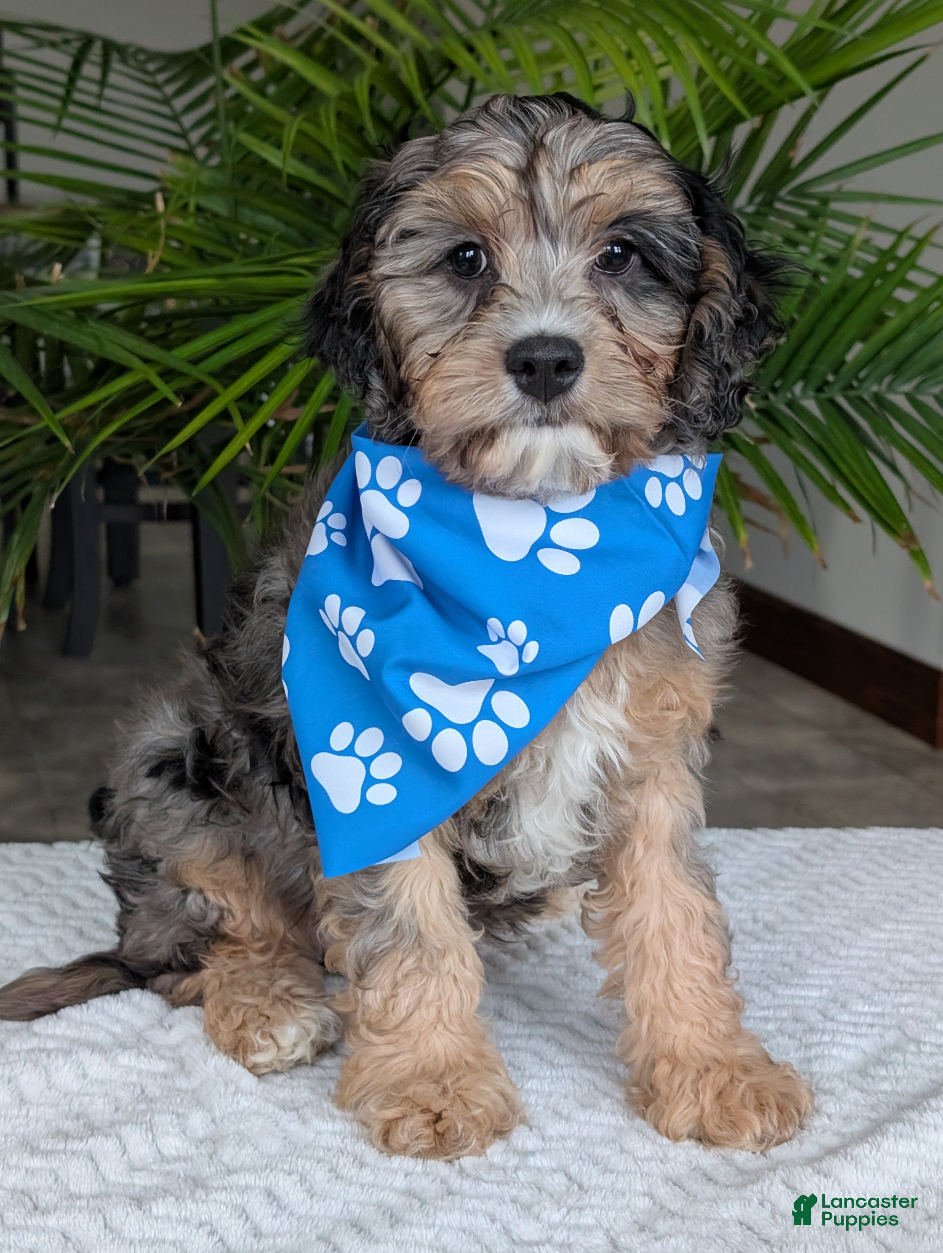 Cavapoo dogs Zeke - Ad 1