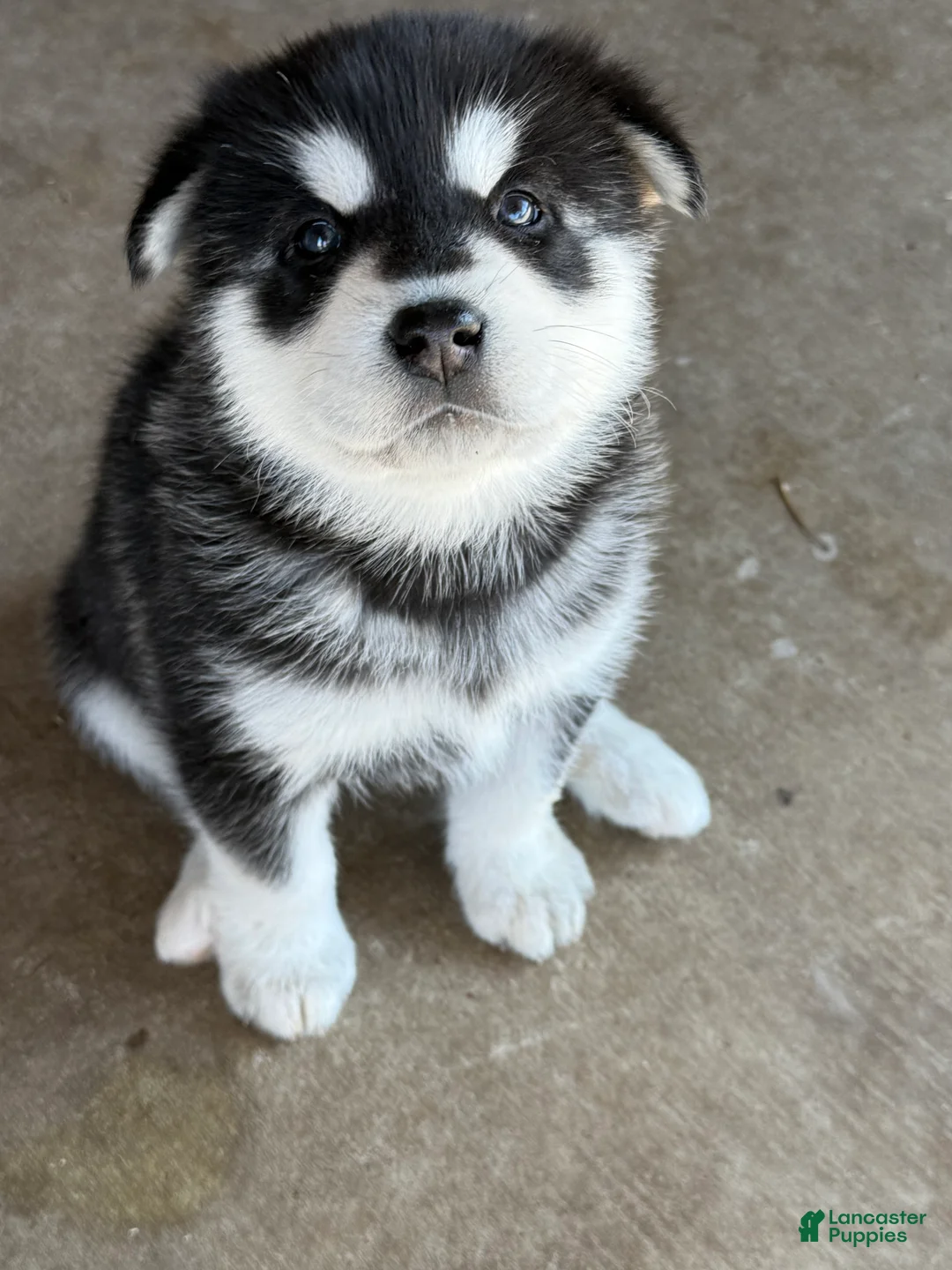 Alaskan Malamute dogs for sale: Alaskan Malamute Puppy 8 - Ad 6