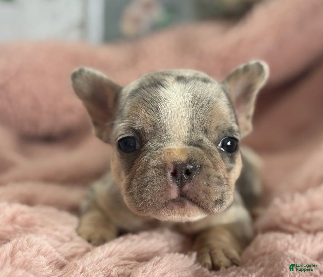 French Bulldog dogs for sale: Willow - Ad 2