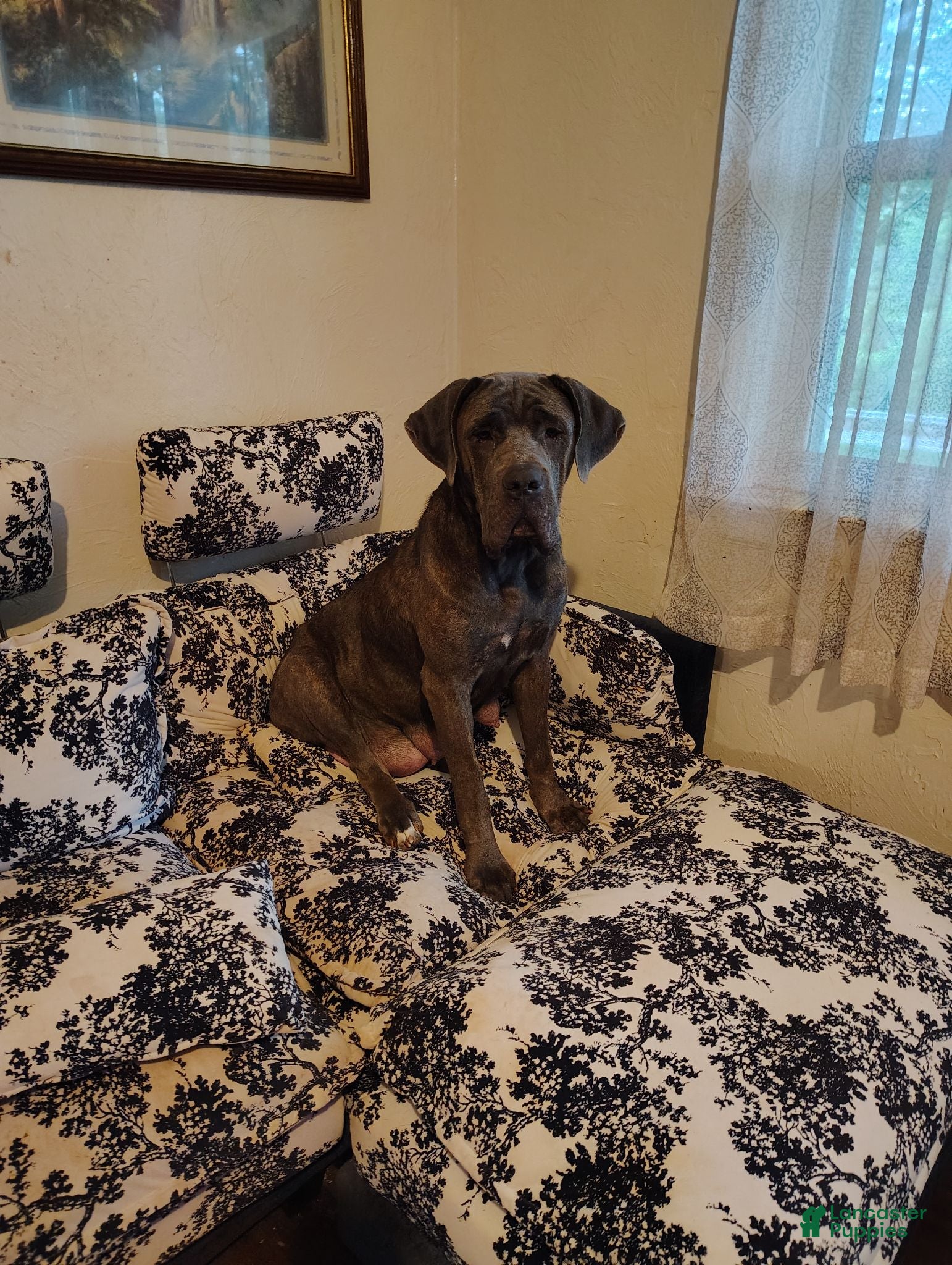 Cane Corso dogs Cane Corso 1 - Ad 2