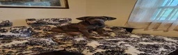 Cane Corso dogs for sale: Cane Corso 1 - Ad 2