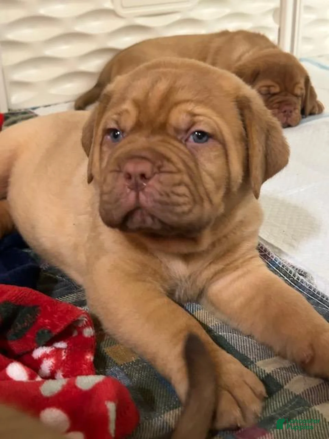 Dogue De Bordeaux dogs for sale: Dogue De Bordeaux 1 - Ad 2
