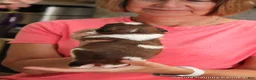 Malshi dogs for sale: Ozzy - Ad 2