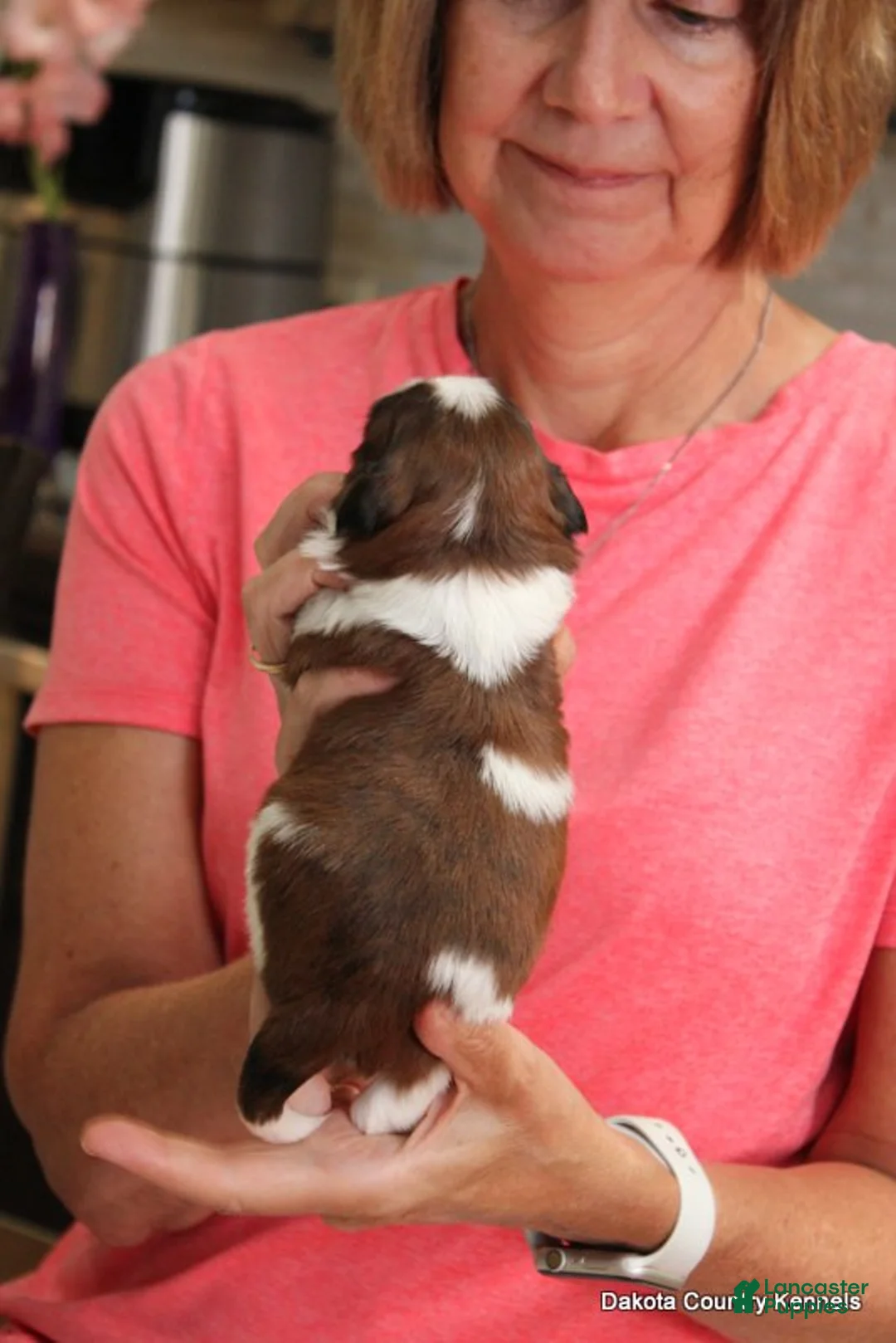 Malshi dogs for sale: Ozzy - Ad 2