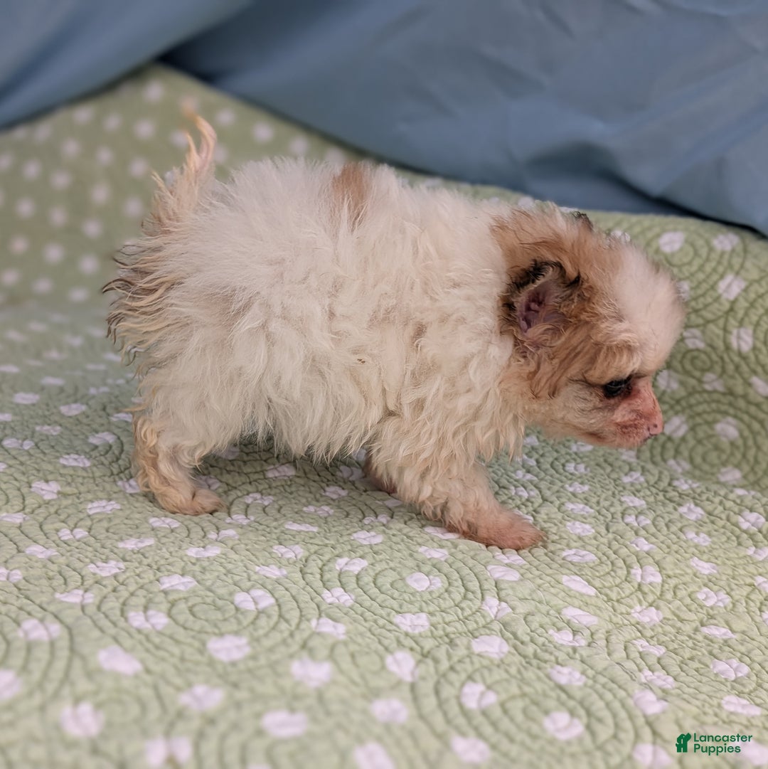 Pomeranian dogs for sale: Flicker - Ad 8