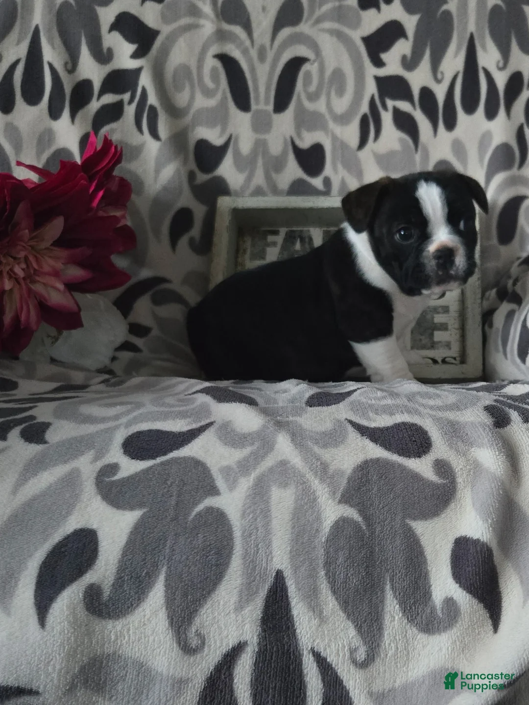 Mixed Breed dogs for sale: Grace - Ad 4