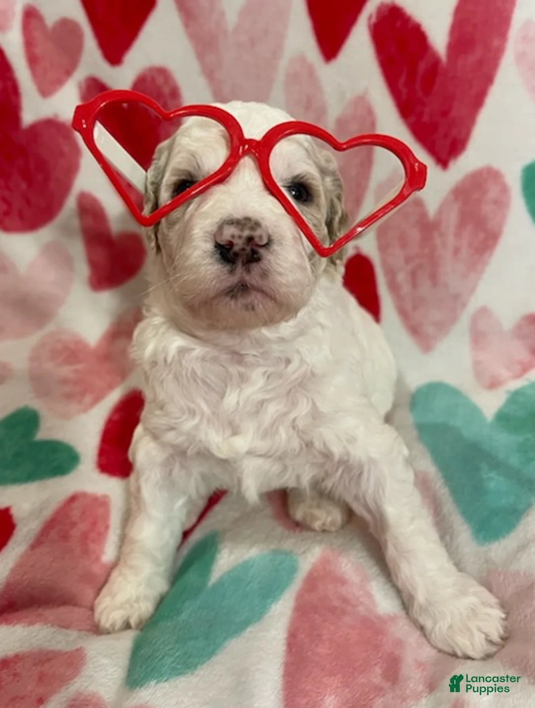 Mixed Breed dogs for sale: Effie - Ad 1