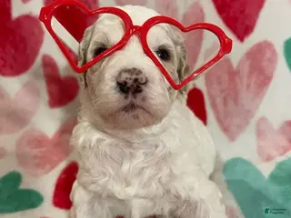 Mixed Breed dogs Effie - Ad 2