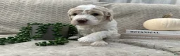 Goldendoodle dogs for sale: Jade 🩵 - Ad 14