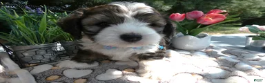 Mini Bernedoodle 3 Romeo