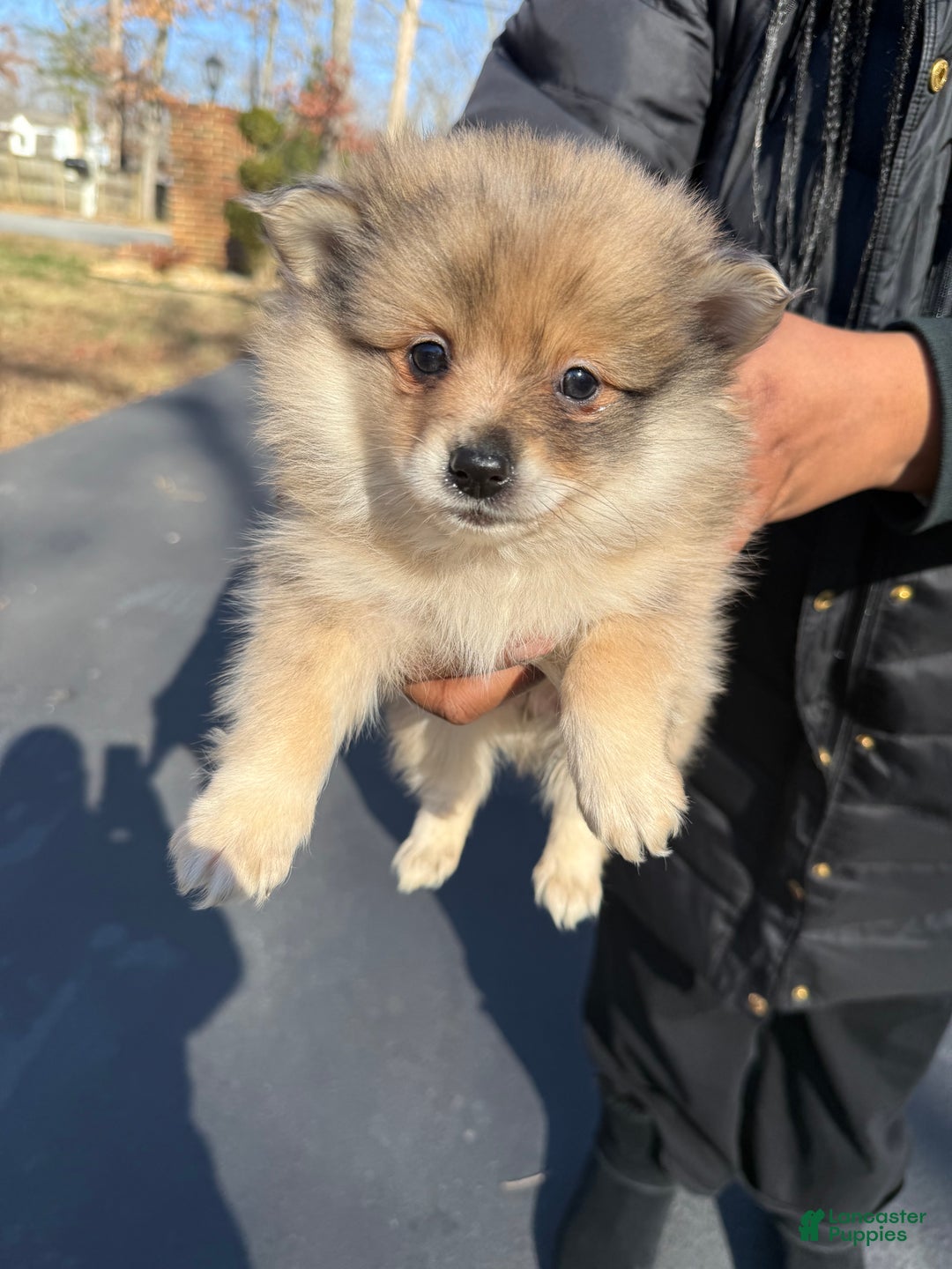 Pomeranian dogs for sale: Pomeranian Puppy 5 - Ad 3