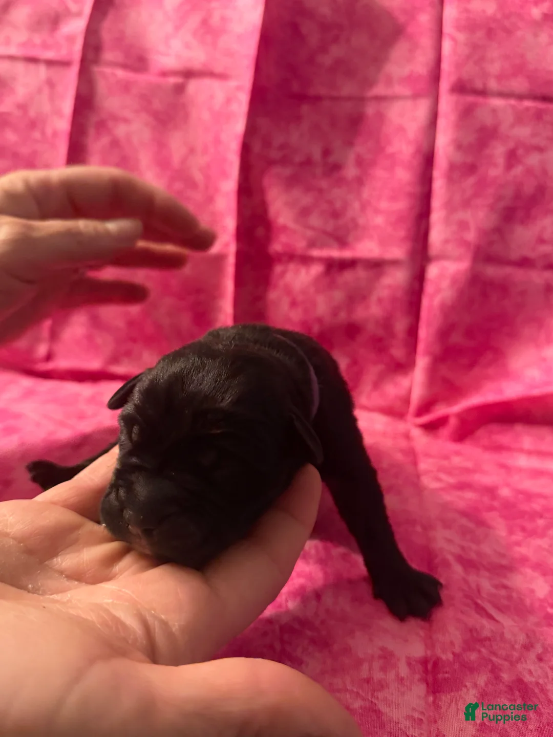 Cane Corso dogs for sale: Cane Corso Puppy 6 - Ad 1