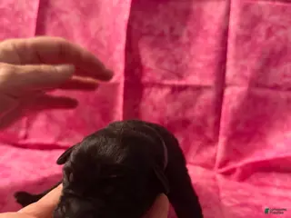 Cane Corso dogs Cane Corso Puppy 6 - Ad 10