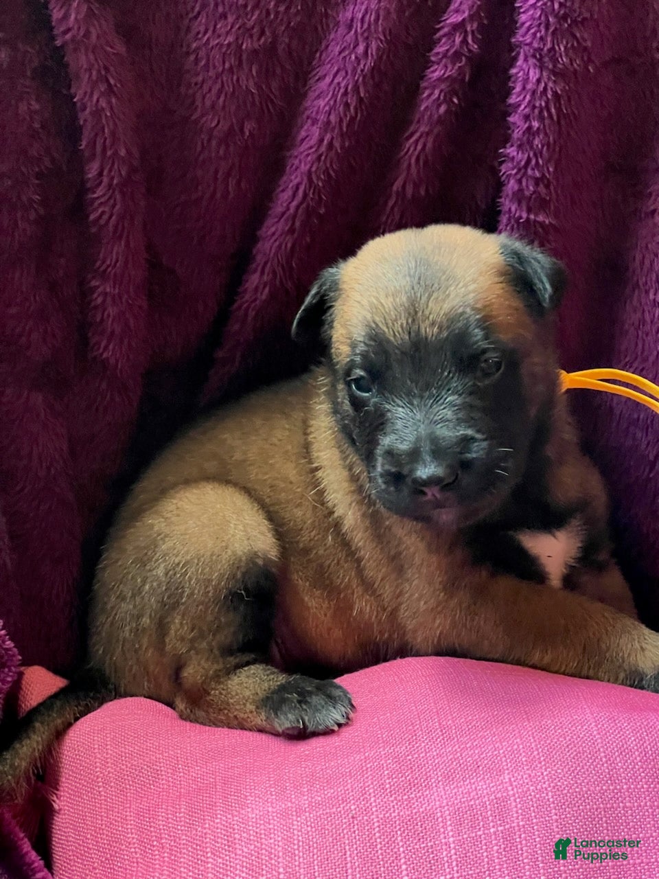 Belgian Malinois dogs Girl 4 - Ad 2