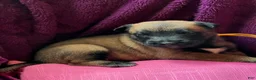 Belgian Malinois dogs for sale: Girl 4 - Ad 2