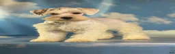 Schnoodle dogs for sale: Pongo - Ad 5