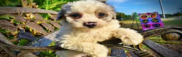 Havapoo dogs for sale: Milo-Sale!!! - Ad 3