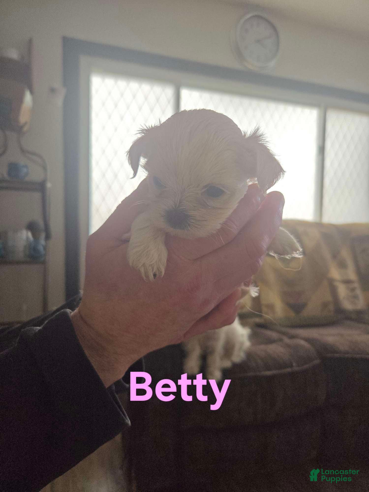 Malshi dogs Betty - Ad 12