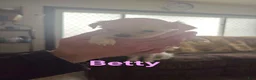 Malshi dogs for sale: Betty - Ad 5