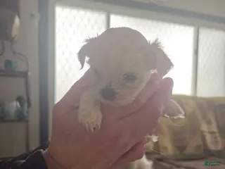 Malshi dogs Betty - Ad 10