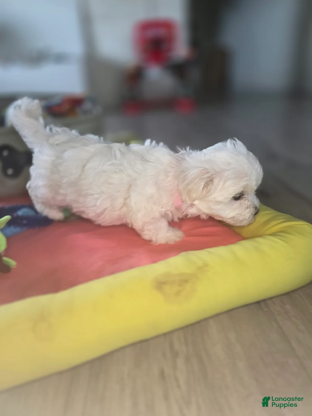Maltese dogs for sale: 🐶 Female Maltese Puppy – Sweet, Playful & Petite - Ad 3