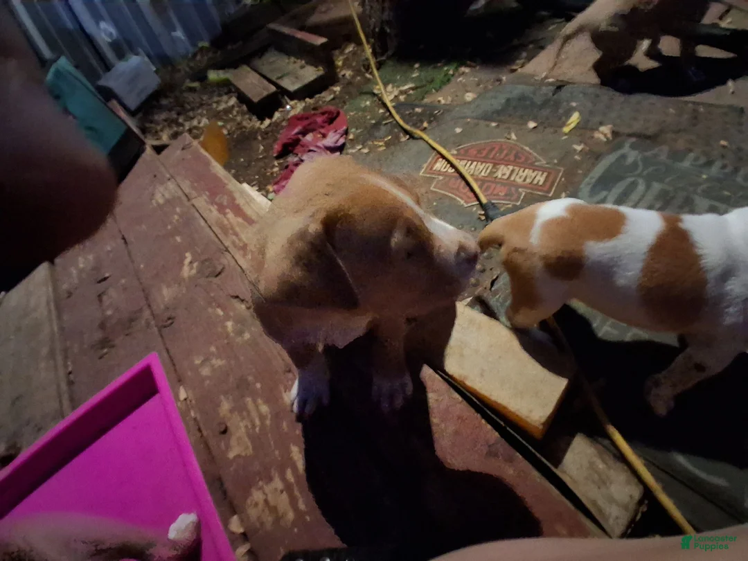 American Pit Bull Terrier dogs for sale: American Pit Bull Terrier 7 - Ad 1