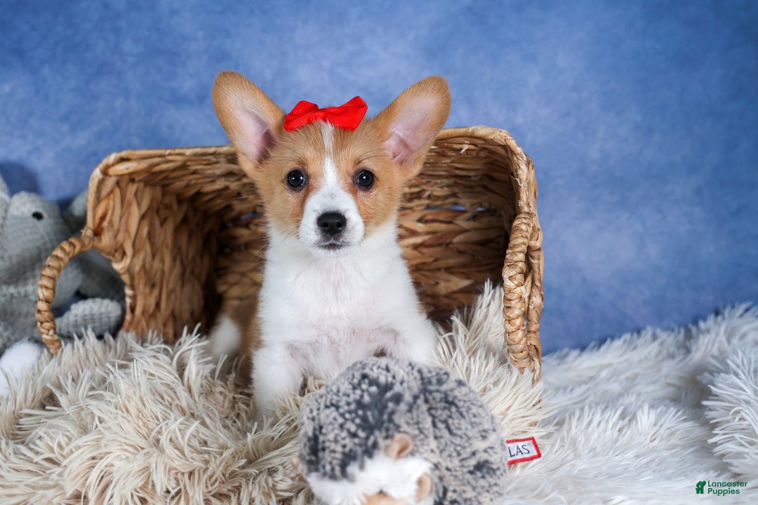 Welsh Corgi Pembroke dogs for sale: Lulu - Ad 10