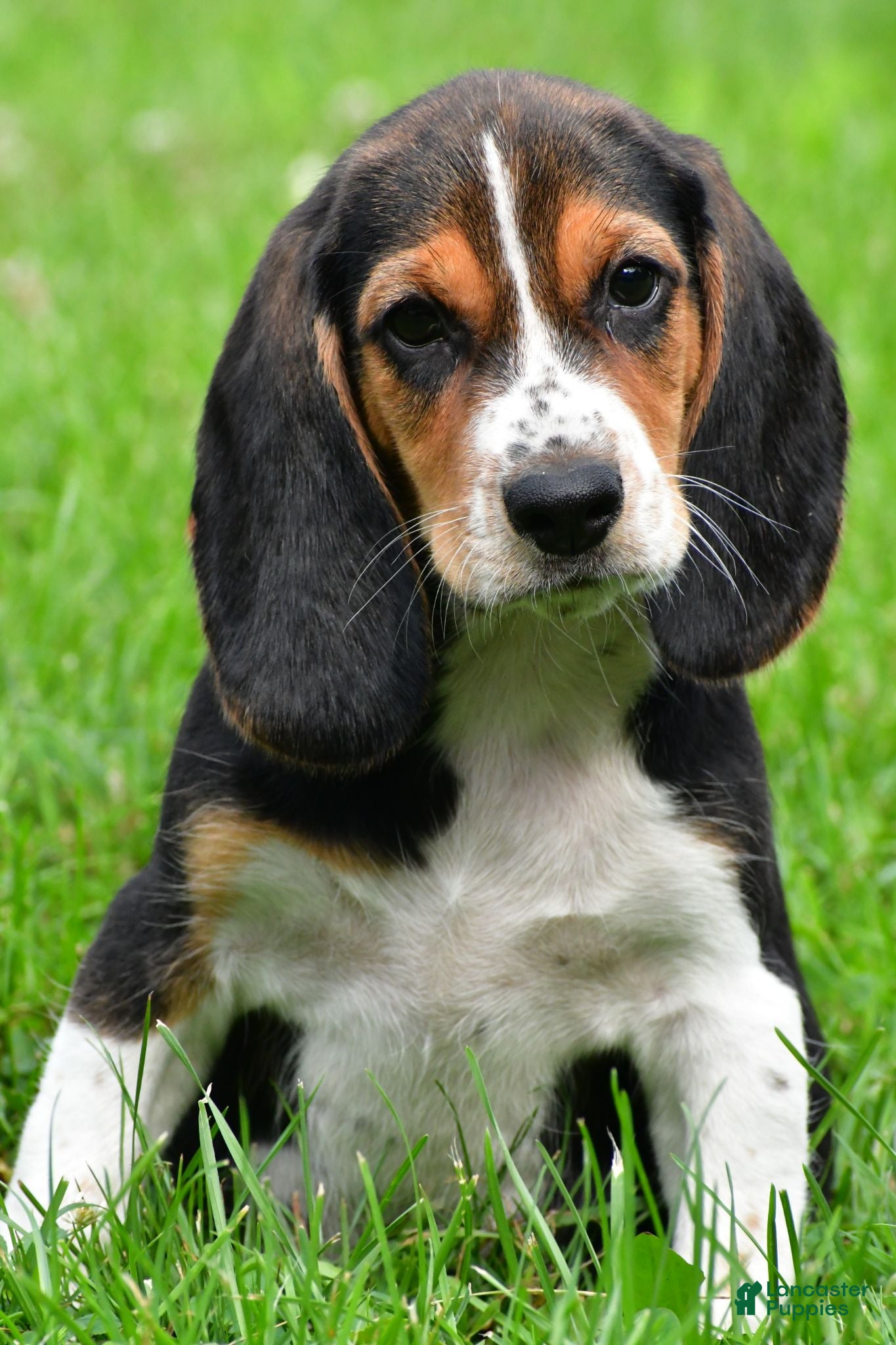 Beagle dogs Sammy - Ad 2