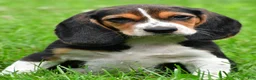 Beagle dogs for sale: Sammy - Ad 2