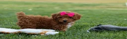 Miniature Poodle dogs for sale: Zuzu - Ad 10