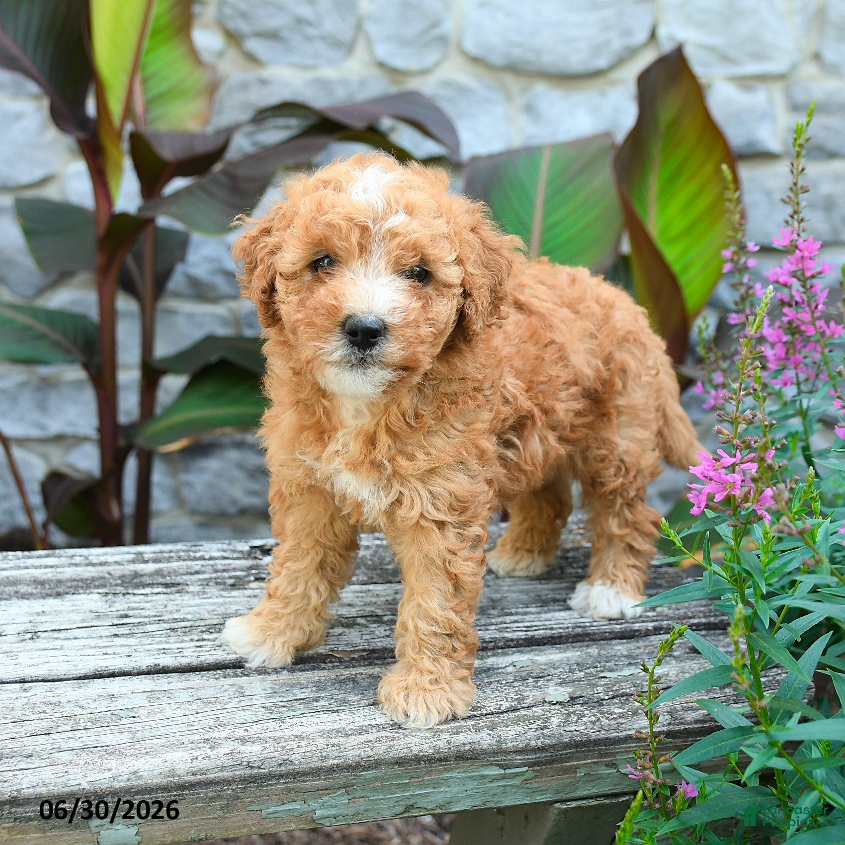 Mini Goldendoodle dogs Genevieve  - Ad 2