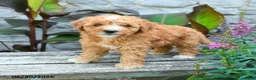 Mini Goldendoodle dogs for sale: Genevieve  - Ad 2