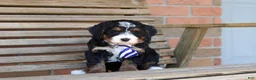 Mini Bernedoodle dogs for sale: Ramirez - Ad 10