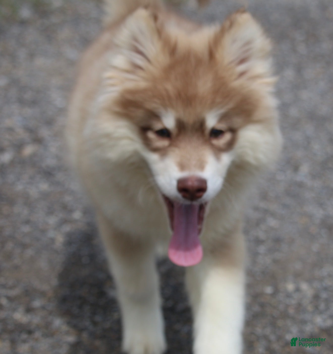 Pomsky dogs Jodee  - Ad 2