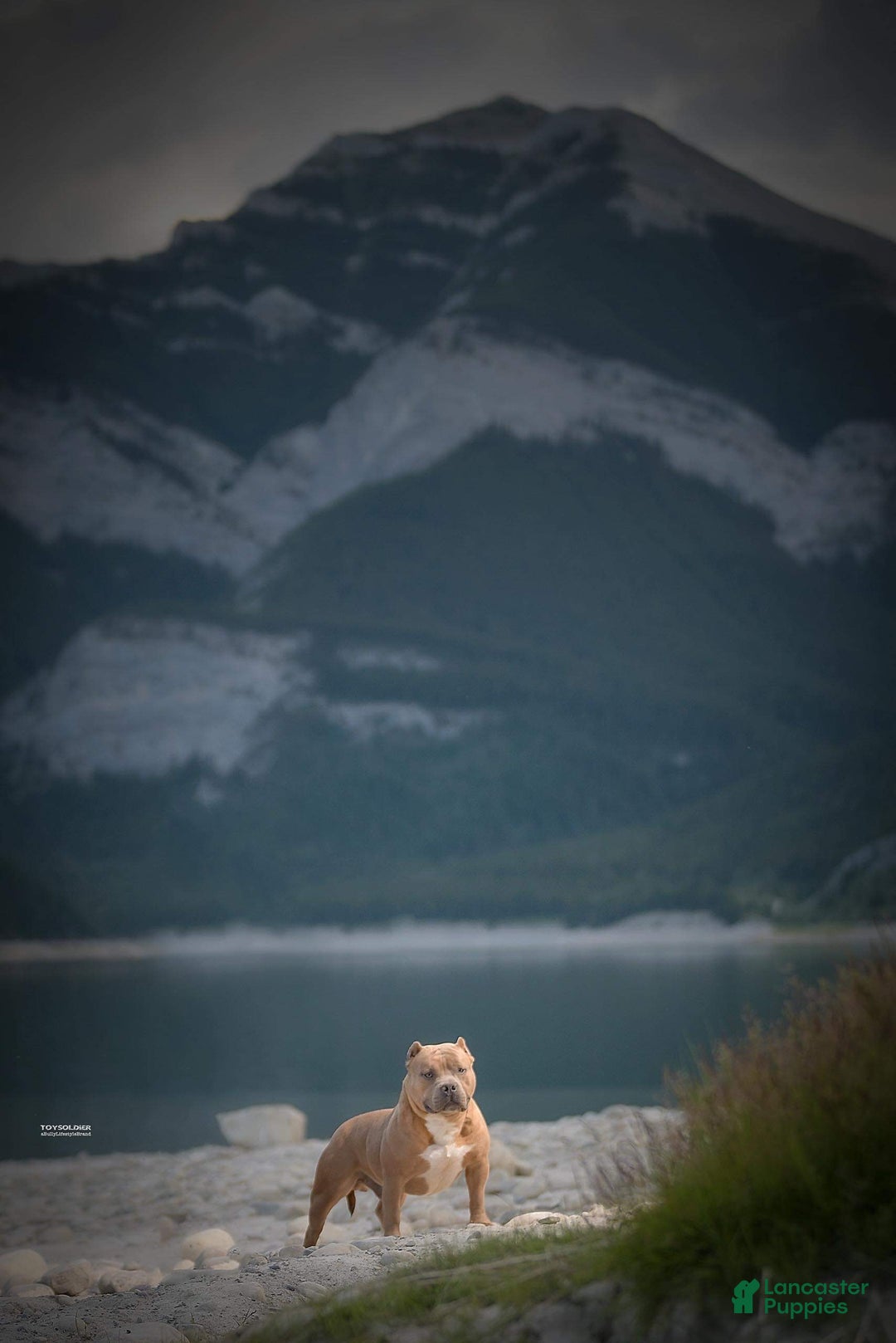 American Bully dogs for sale: Goten - American Bully Neutered - Ad 3