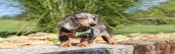 Dachshund dogs for sale: Bryce - Ad 5