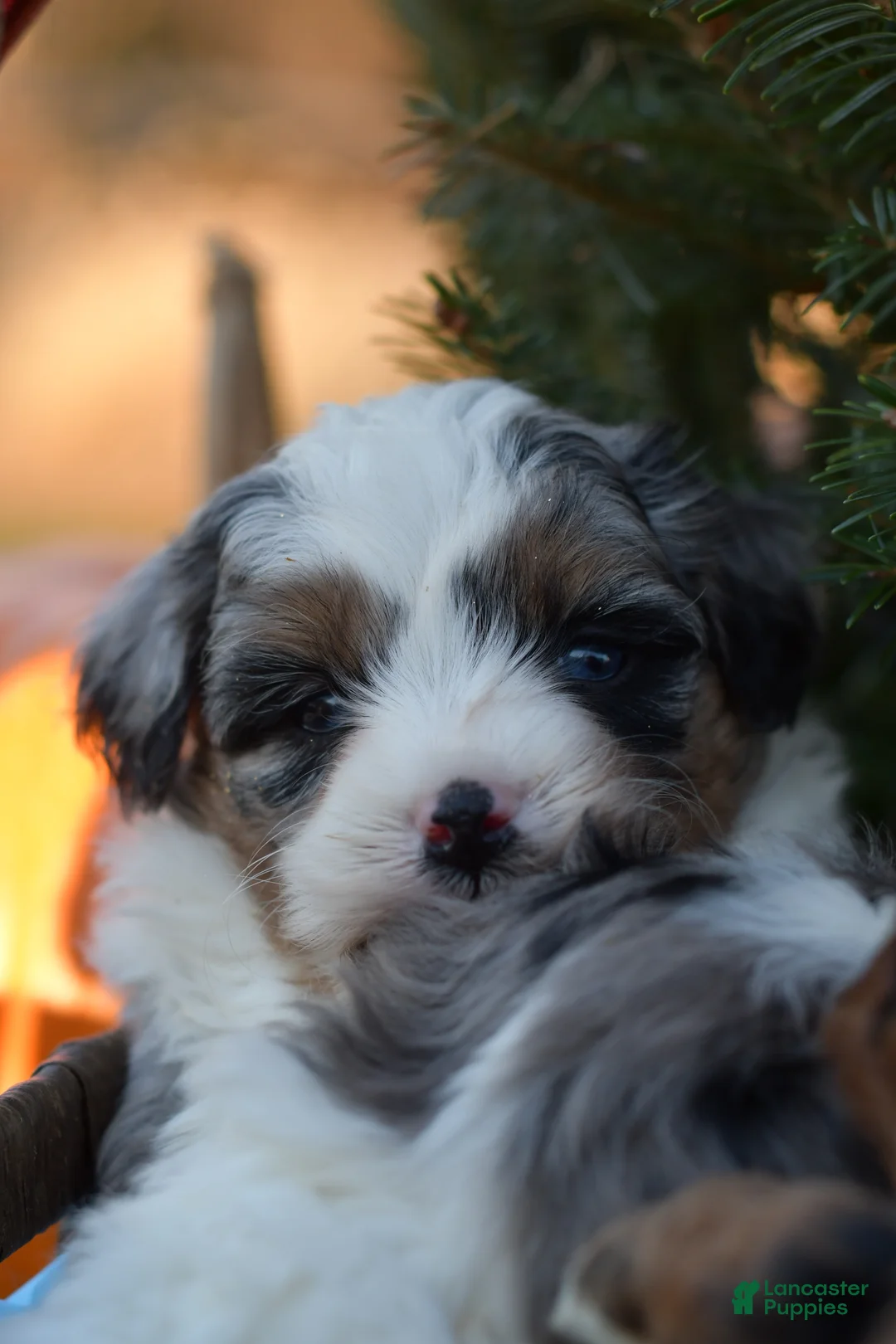 Mini Aussiedoodle dogs for sale: Rory - Ad 1