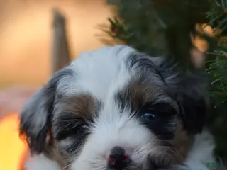 Mini Aussiedoodle dogs Rory - Ad 25