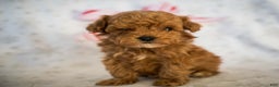 Miniature Poodle dogs for sale: Tiny Tim - Ad 8