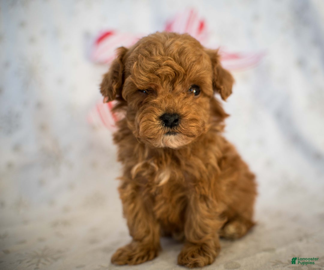 Miniature Poodle dogs for sale: Tiny Tim - Ad 8