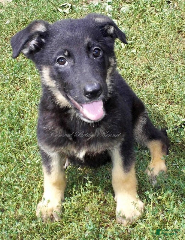 German Shepherd dogs Diesel - Ad 15