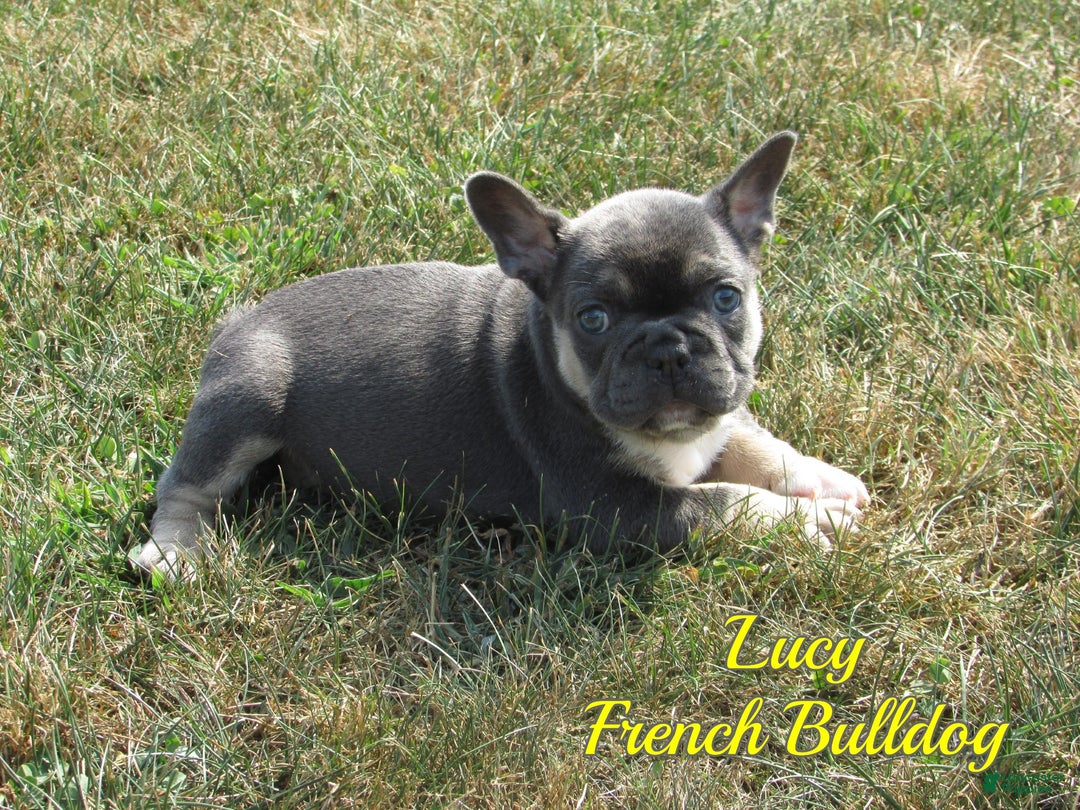 French Bulldog dogs for sale: Lucy - Ad 1