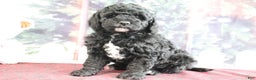 Mini Goldendoodle dogs for sale: Valentine - Ad 1