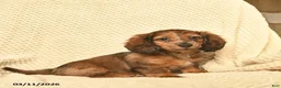 Miniature Dachshund dogs for sale: Rita  - Ad 4